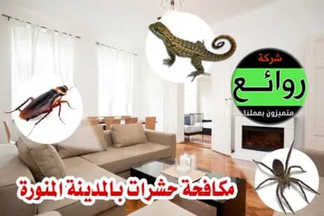 شركة مكافحة حشرات بالمدينة المنورة